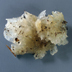 Tremella fuciformis